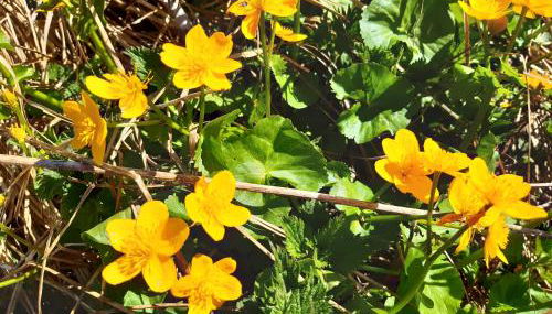 CHALET LES EPILOBES - Foto 5