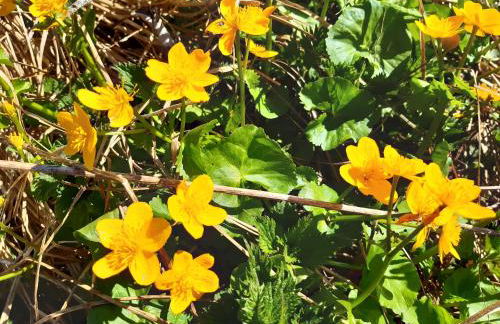 CHALET LES EPILOBES - Foto 5