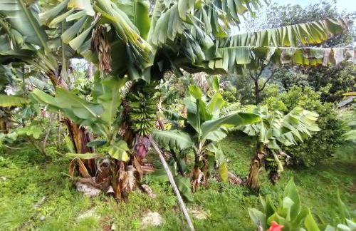 Jungle Lodge - Foto 23