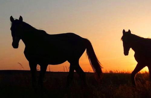 Ferienhaus Sommerwiese - ABC327 - Foto 21