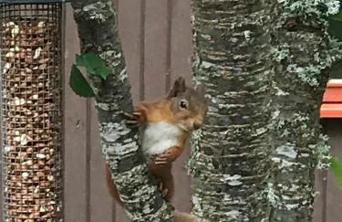 Tullochwood Lodges - Foto 32