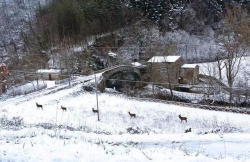 Appartamento Ponte Nuovo Premilcuore - Foto 13