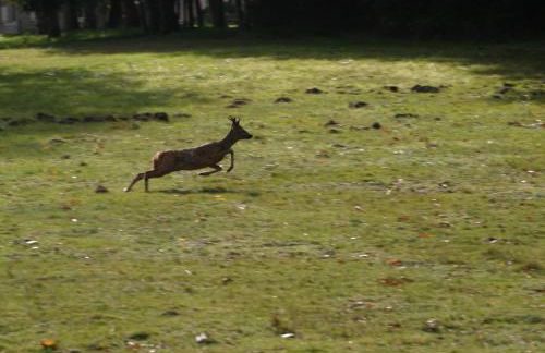Château Le Brun - Loire Valley and vineyards - Foto 49