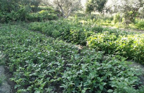 Quinta do Pina - Foto 49