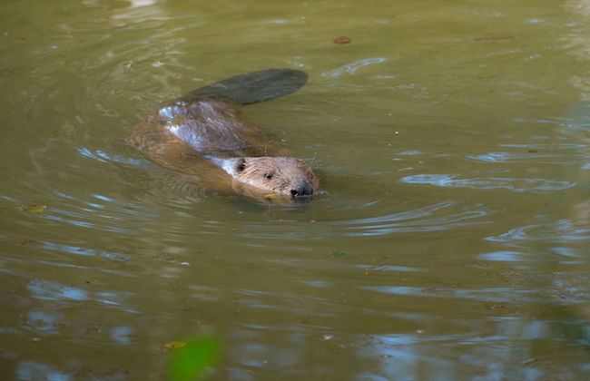 Steigmatt Bauernhof - Erlebnis - Foto 24