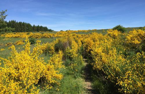 Villa Holgenbach - Penthouse und Ferienwohnung im Nationalpark Eifel - Foto 20