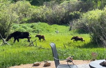 Meandering Moose Apartment Vacation Rental - Foto 59