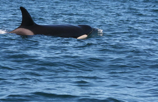 Avistamiento de delfines en Lisboa - Foto 9