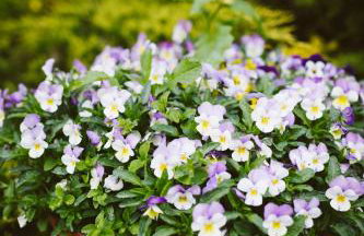 Agroturystyka u Miłosza - Foto 26