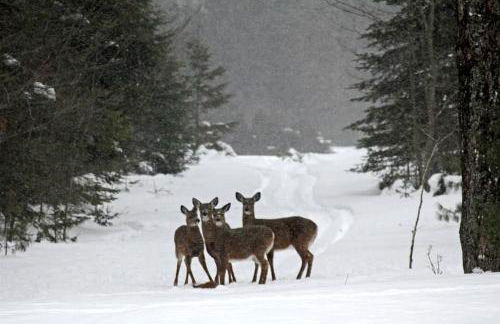 Rustic Camping Cabin with Fireplace in Private Woods near Bangor, Maine - Foto 10