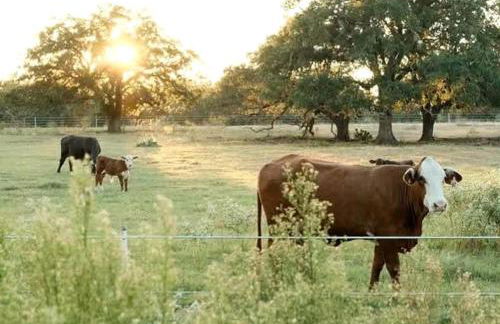 Tranquil Modern Cabin with Friendly Farm Animals & Pond Views Near Cedar Creek, Texas - Photo 28