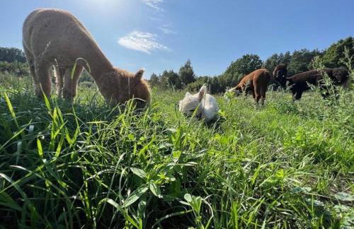 Ulinia Zacisze Dom do 10 os Dębowe Zacisze i Koral lub Horyzont i Bryza - Photo 39