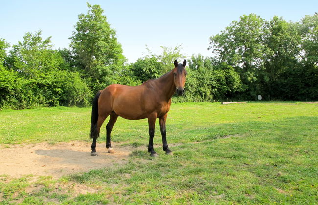 La Bedelle - Foto 15