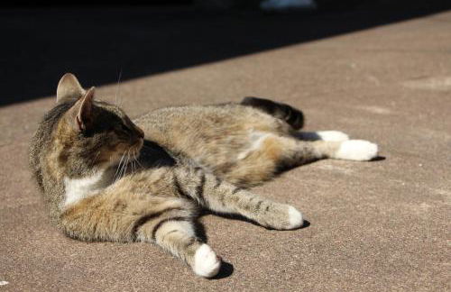 Zur Alten Schmiede mit Museum - Foto 40