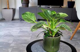 Ruhig gelegende Ferienwohnung an der Mosel - Foto 3