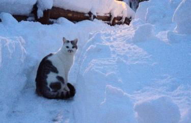 La Lince Lodge - Foto 18