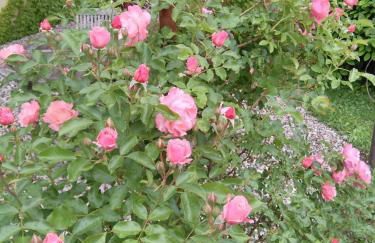 La Corte del Conte - Foto 12