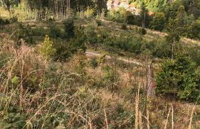 Waldläufer - Foto 17