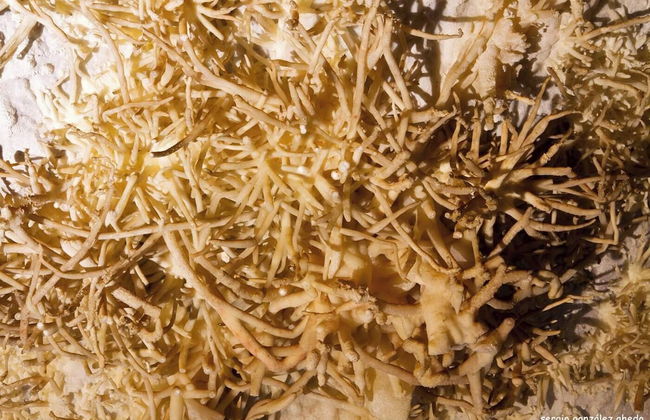 Mendi Alai - Foto 35