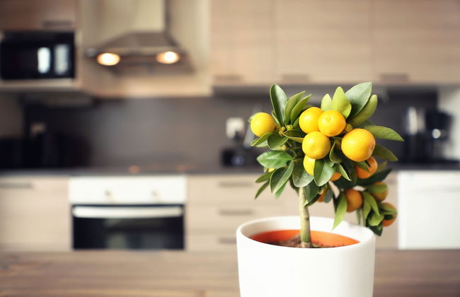 Nallikari Seaside Villas - Foto 10