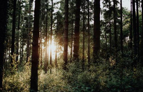 Foxglove Lodge - Photo 33