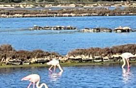 Domaine du Petit Tournebelle - Foto 22