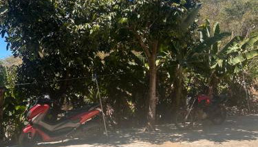 Cantinho verde - Foto 4