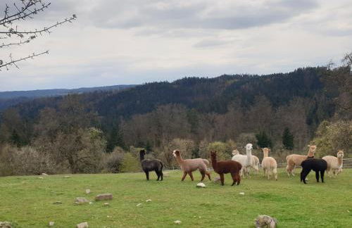 Lana Salta Alpakas - Gemütliche Ferienwohnungen auf dem Bauernhof - Photo 12