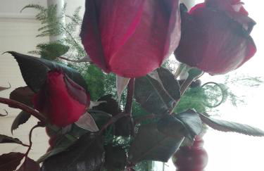 CAMPO DE SOBARBO - Guest House rural - Photo 53