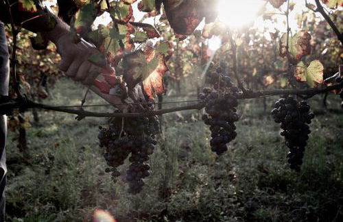 i Cacciagalli Wine Resort - Foto 23