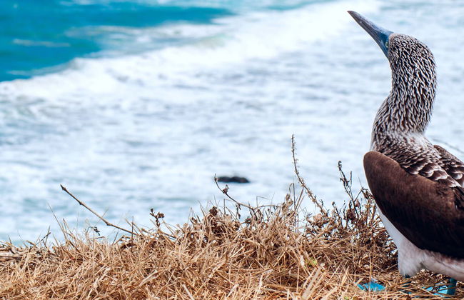 Isla de la Plata Excursion - Photo 1