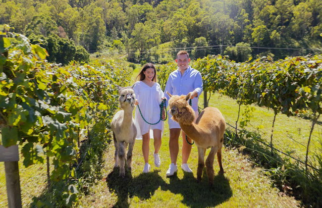 Paseo en globo por Gold Coast - Foto 9