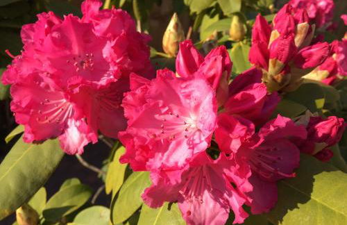 Ferienhaus Scholien - Foto 48