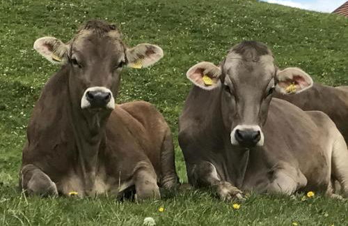 Ferienhaus Kögel - Foto 57