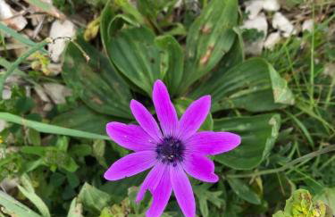 Villa lavanda - Foto 59