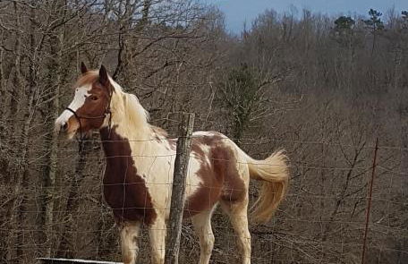 Agriturismo La Selva - Foto 23