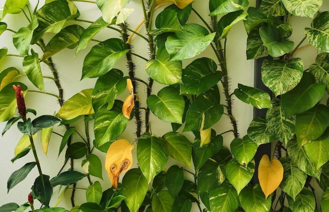 Wanawalai Luxury Villa - Photo 17