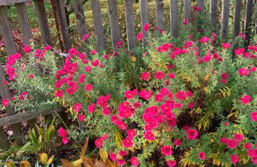 Biesdorf-verkehrsgünstig und ruhig - Foto 20