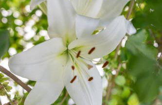 Vivelorural Agaete Sunset Private Jacuzzi - Foto 41