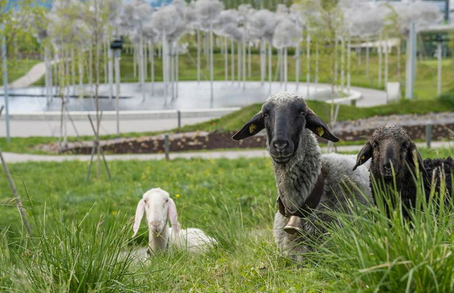 Mondi di Cristallo Swarovski - Foto 5