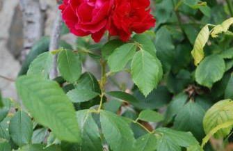 Gîte Ti ar Rozenn - Foto 14