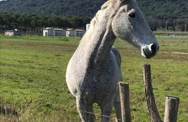 Agriturismo Il Sorbino - Appartamento da Cocca - Foto 26