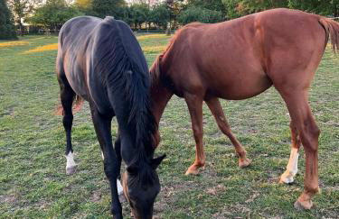 Barn Cottage - Foto 46