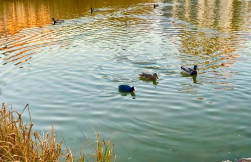 Appartment near lake Panorama and Paris - Foto 21