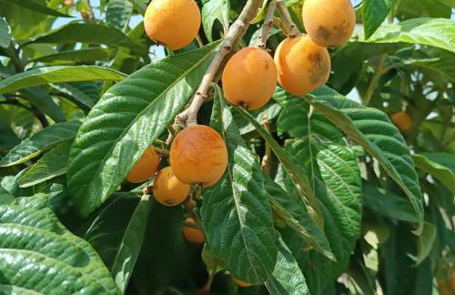 Passo do Lobo - Turismo Rural - Foto 49