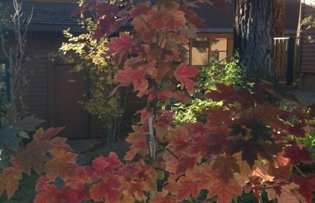 Mountainback at Mammoth - Foto 39