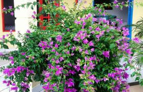 Casa mobiliada tipo chácara para cop30 - Photo 3