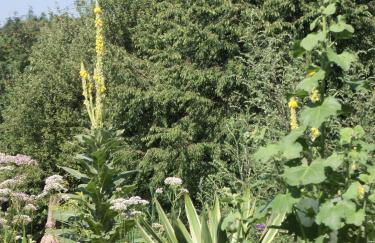 Kleine Villa im wilden Garten - Foto 6