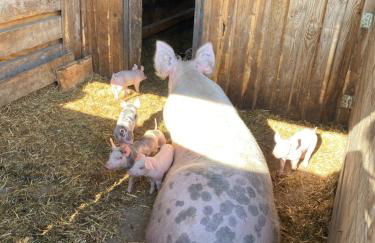 Ferienwohnung auf dem Bauernhof - Foto 8