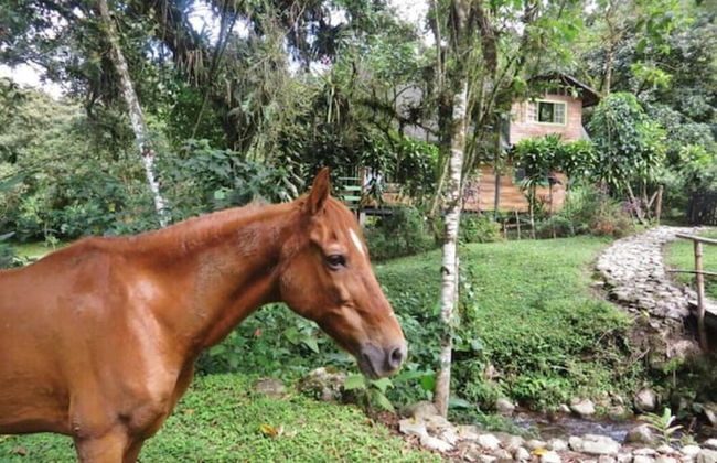 Mindo Eco chalet - Foto 37